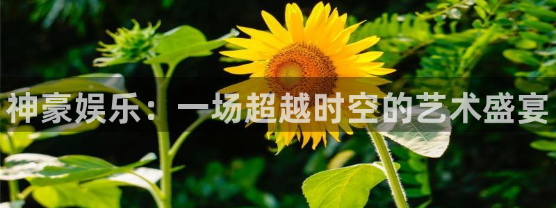 顺盈娱乐